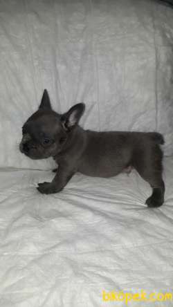 French Bulldog 4