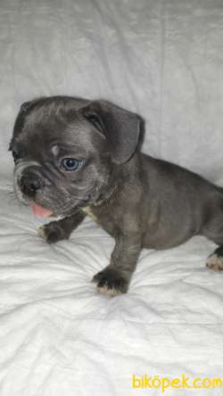 French Bulldog 2