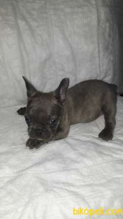 French Bulldog 3