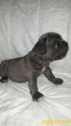 French Bulldog 1