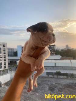 FRENCH BULLDOG 1