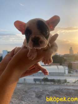 FRENCH BULLDOG 5