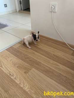 FRENCH BULLDOG 4