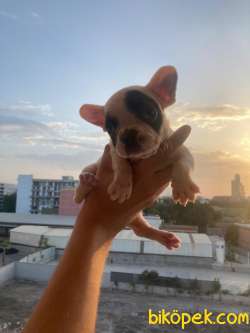 FRENCH BULLDOG 3