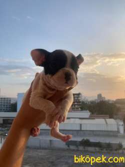 FRENCH BULLDOG 2