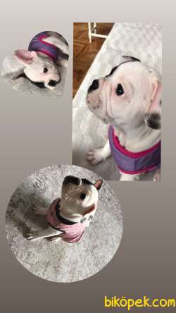 French Bulldog 2