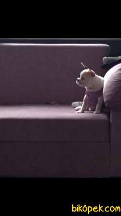 French Bulldog 5