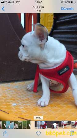 French Bulldog 3