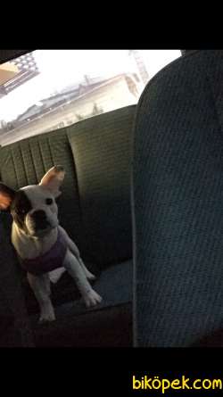 French Bulldog 4