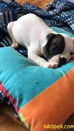 French Bulldog 1