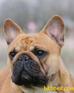 French Bulldog 2