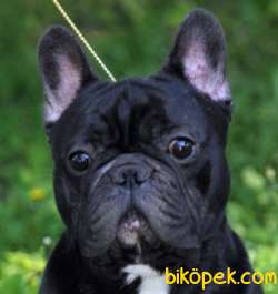 French Bulldog 3