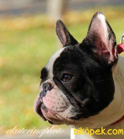 French Bulldog