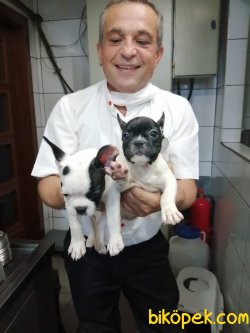 French Bulldog 3 Aylık Süper Köpek 3