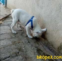 French Bulldog 4 Aylık Has 3