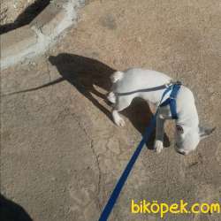 French Bulldog 4 Aylık Has 2