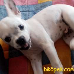 French Bulldog 4 Aylık Has 1