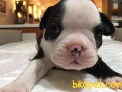 French Bulldog Bebekler 1