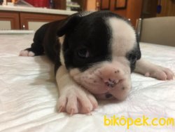 French Bulldog Bebekler 3