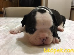 French Bulldog Bebekler 2