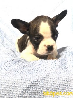 FRENCH BULLDOG BEBEKLER 4