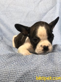 FRENCH BULLDOG BEBEKLER 1