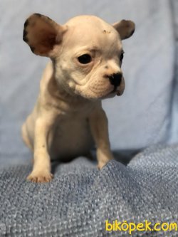FRENCH BULLDOG BEBEKLER 2