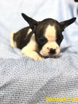FRENCH BULLDOG BEBEKLER 1