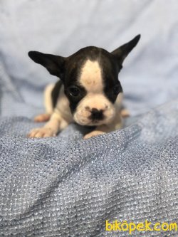FRENCH BULLDOG BEBEKLER 4