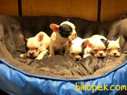 FRENCH BULLDOG BEBEKLERİ 1