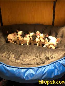FRENCH BULLDOG BEBEKLERİ 3