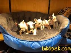 FRENCH BULLDOG BEBEKLERİ 2