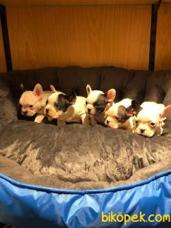 FRENCH BULLDOG BEBEKLERİ 4