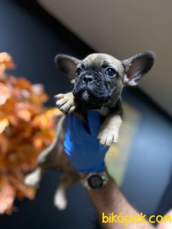 French Bulldog Bebeklerimiz 3