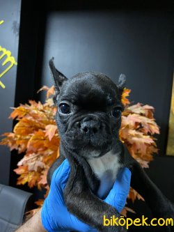 French Bulldog Bebeklerimiz 4