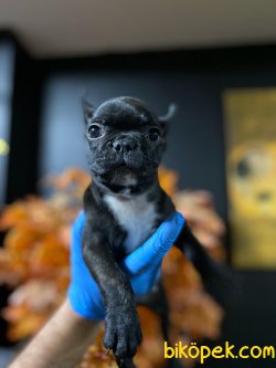 French Bulldog Bebeklerimiz 1