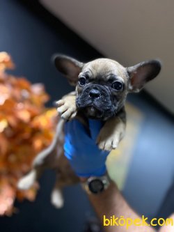 French Bulldog Bebeklerimiz 2