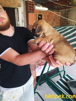 French Bulldog Bebeklerimiz 3