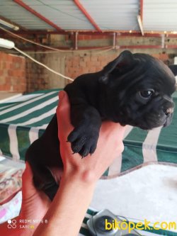 French Bulldog Bebeklerimiz 1