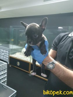 French Bulldog Bebeklerimiz 2
