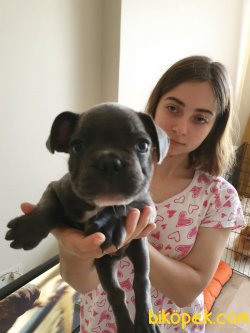 French Bulldog Bebeklerimiz 3