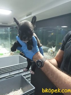 French Bulldog Bebeklerimiz 1