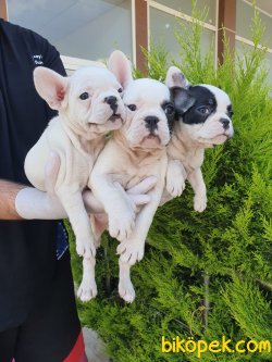 French Bulldog Bebeklerimiz 2