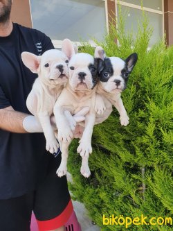 French Bulldog Bebeklerimiz 1