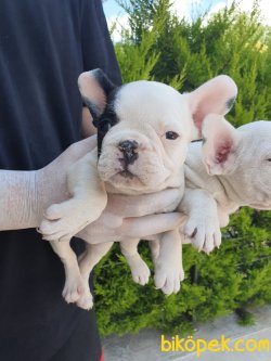 French Bulldog Bebeklerimiz 3