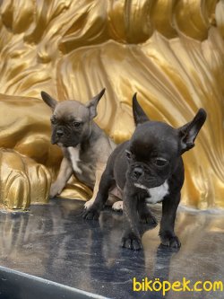 French Bulldog Bebeklerimiz Her Renk 3