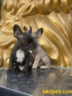 French Bulldog Bebeklerimiz Her Renk 1
