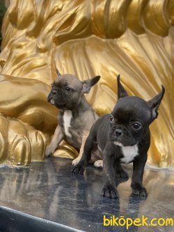 French Bulldog Bebeklerimiz Her Renk Yavrular 4