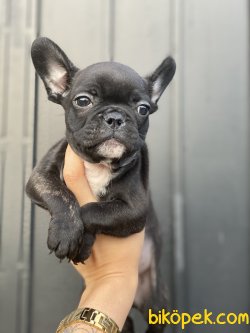 French Bulldog Bebeklerimiz Her Renk Yavrular 5