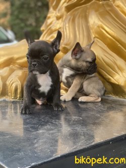 French Bulldog Bebeklerimiz Her Renk Yavrular 2